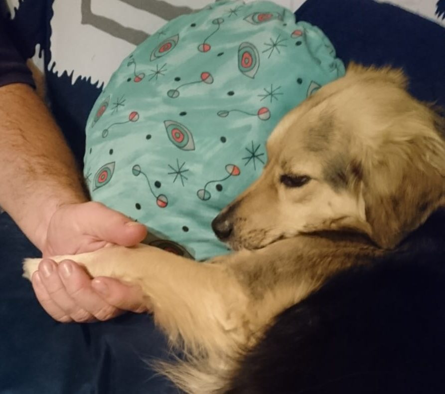 Du betrachtest gerade Welcher Hund passt zu mir