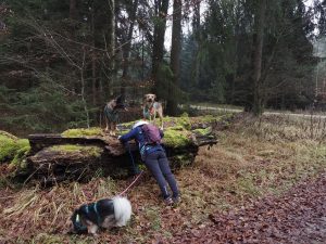 Fittnessübung Plank beim Gassi näxt Level