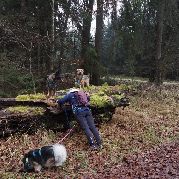 Fitnessübung Liegestütze beim Gassi näxt Level