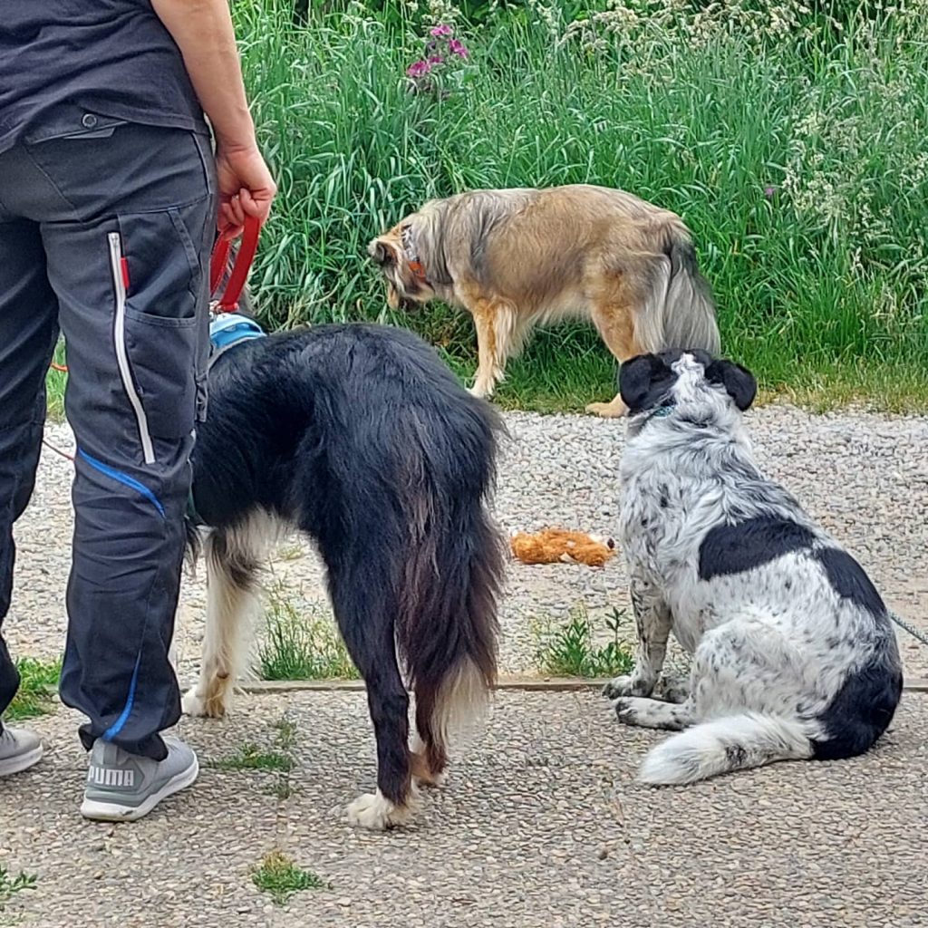 Hundegruppe